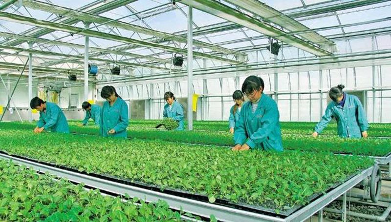 农业发展的有利条件有哪些?让我们一起探索这些因素如何推动现代农业的进步。