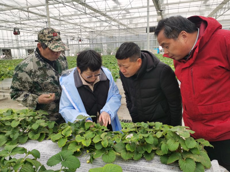 南京京禾农业怎么样?通过对比分析,带你深入了解这家企业的优势与不足。