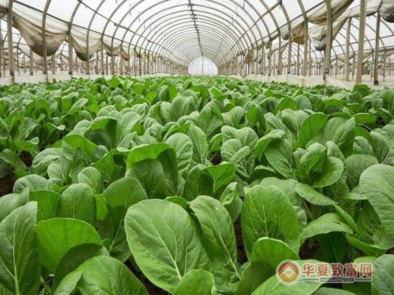 如何为你的农业公司起一个响亮的名字？——专业视角下的命名策略